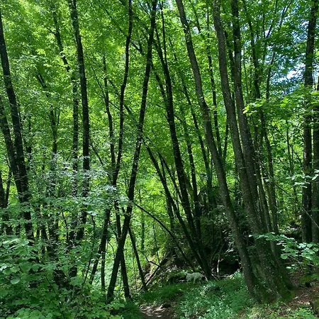 Apartamento Casa Angiolino, Angolo Di Pace Vicino All'orrido Di Gea *